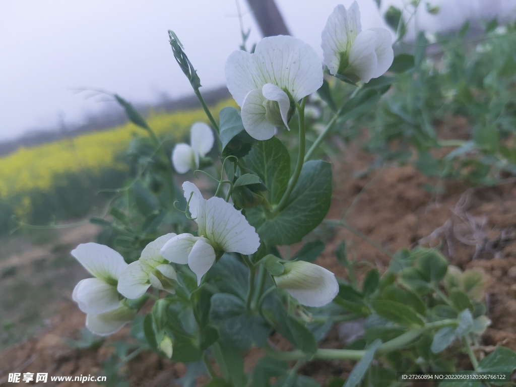 豌豆花