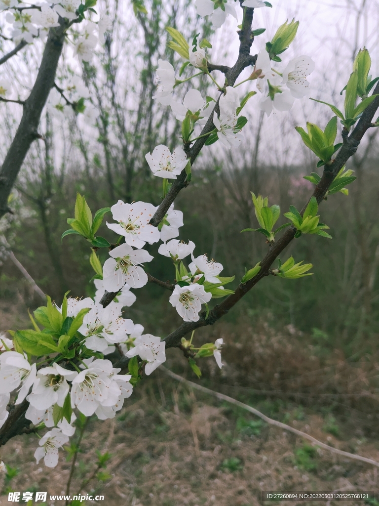 李子花