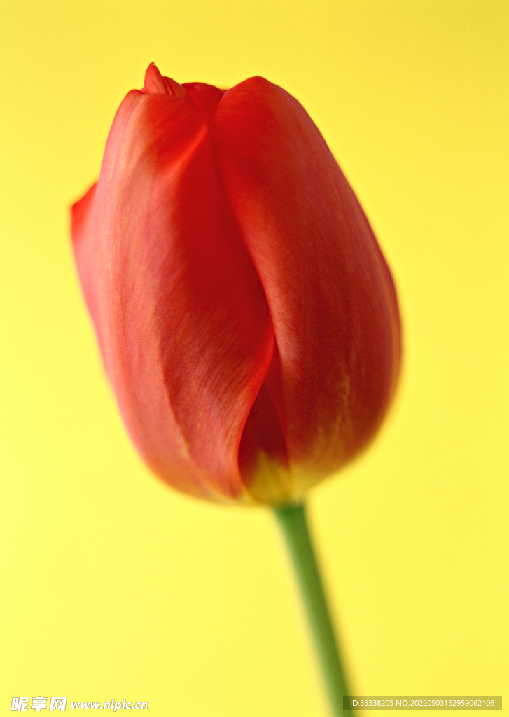 花卉