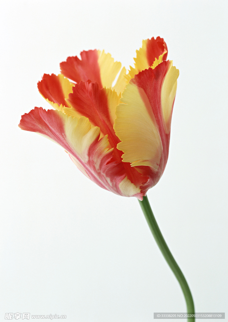 花卉