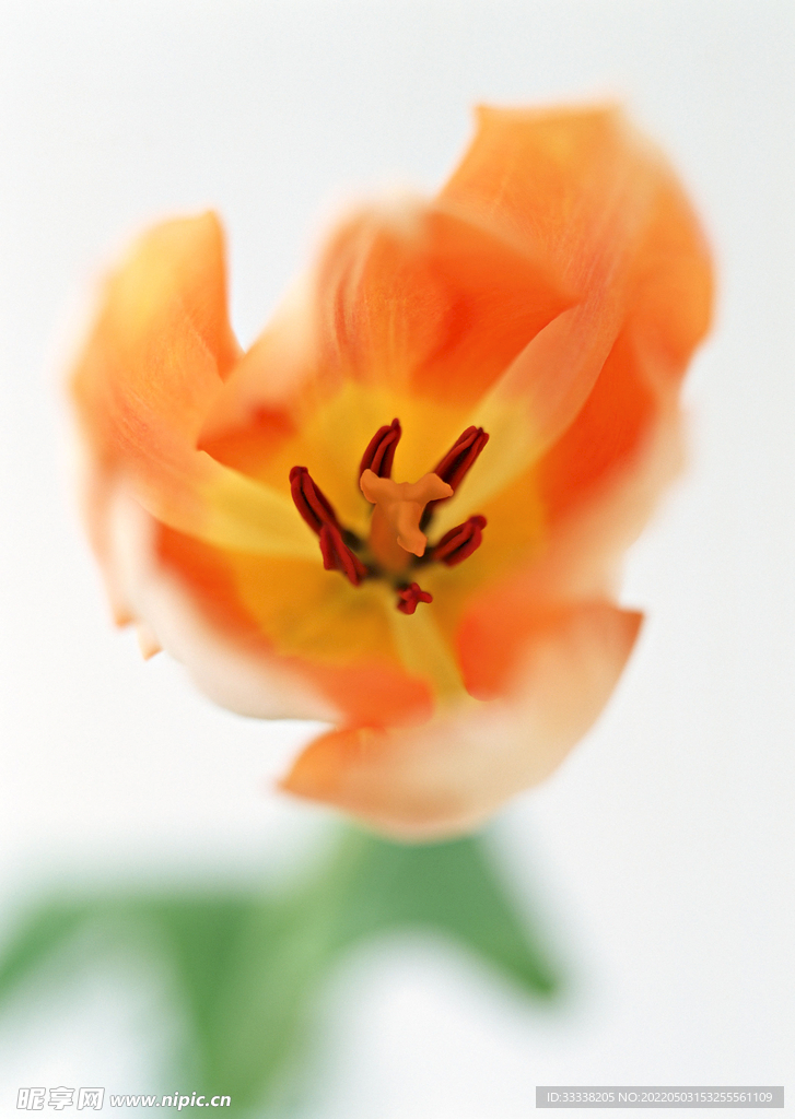 花卉