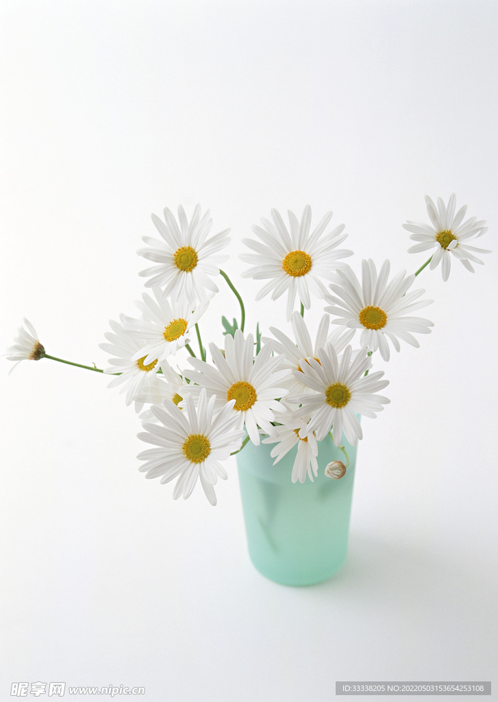小雏菊