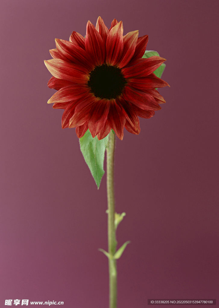 花卉