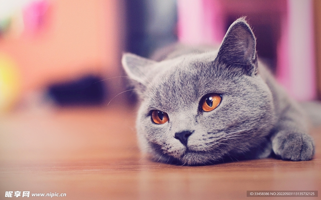 猫 