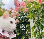 猫咪与花