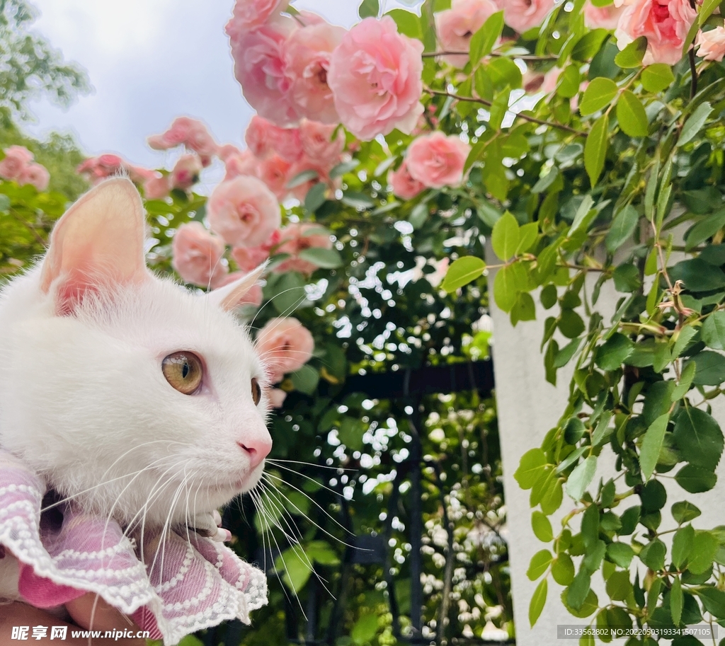 猫咪与花