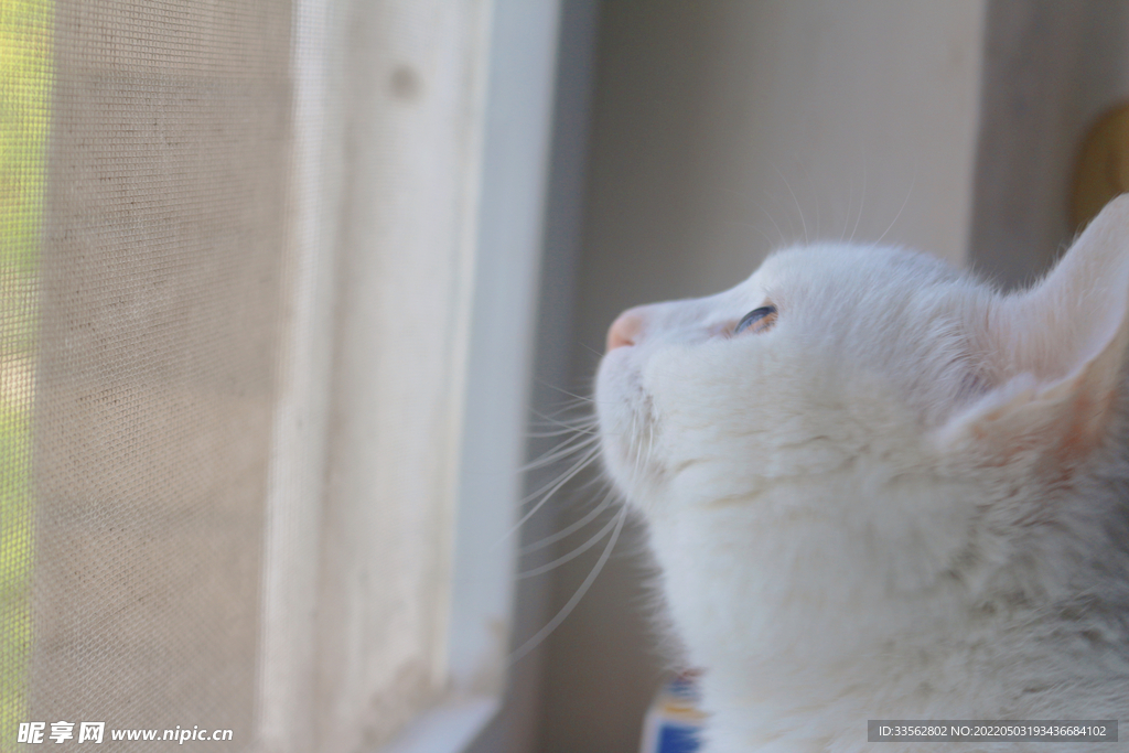 观察猫