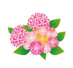 绣球花