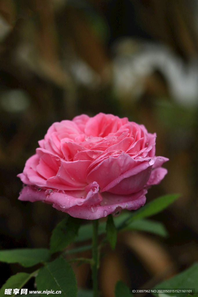 月季花朵特写