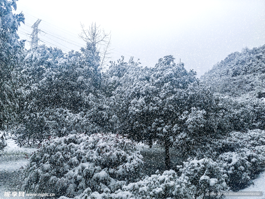 雪景