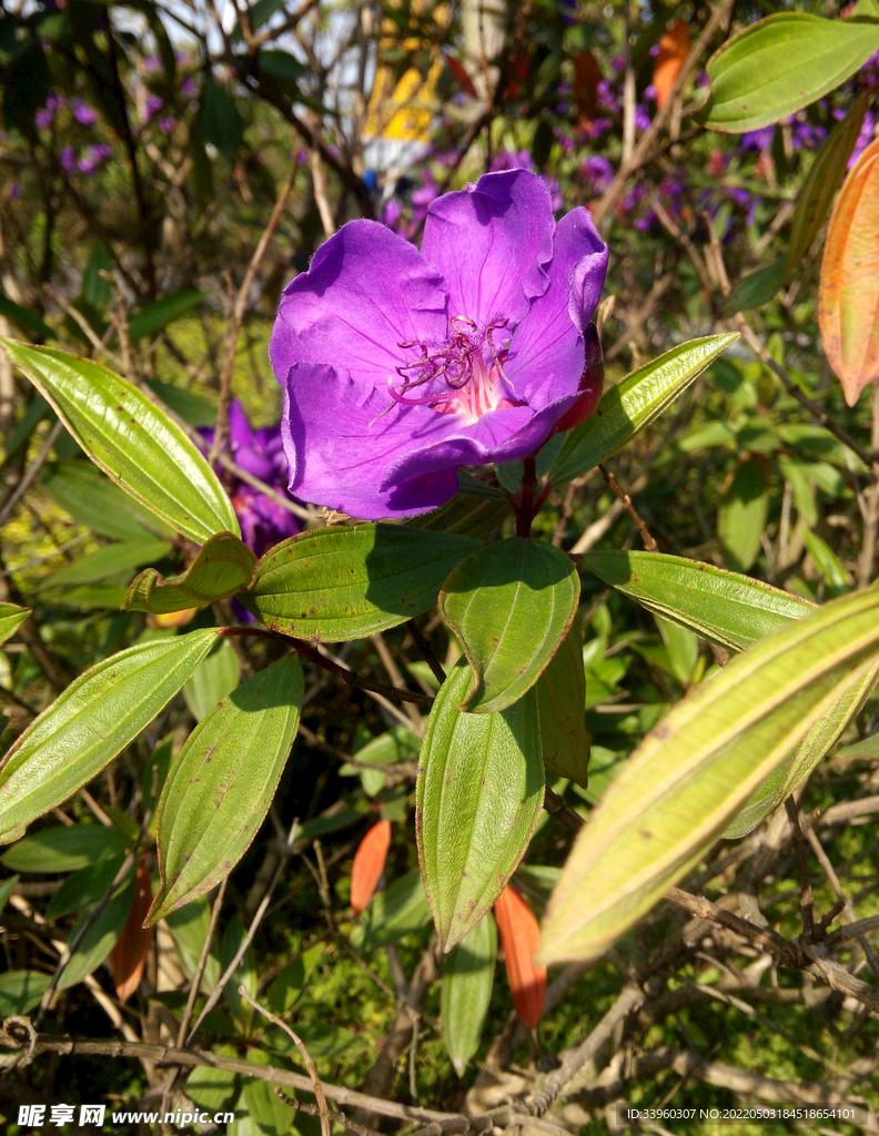 紫色的花