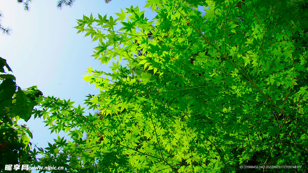   植物 