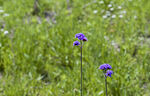 田野里紫色的小花