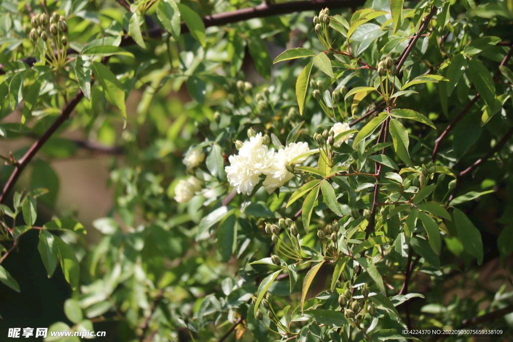 木香花