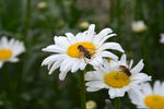 野花和蜜蜂
