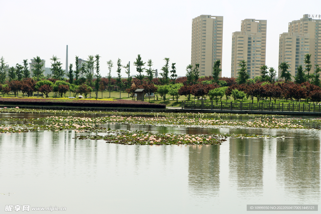 爱莲湖湿地公园风光