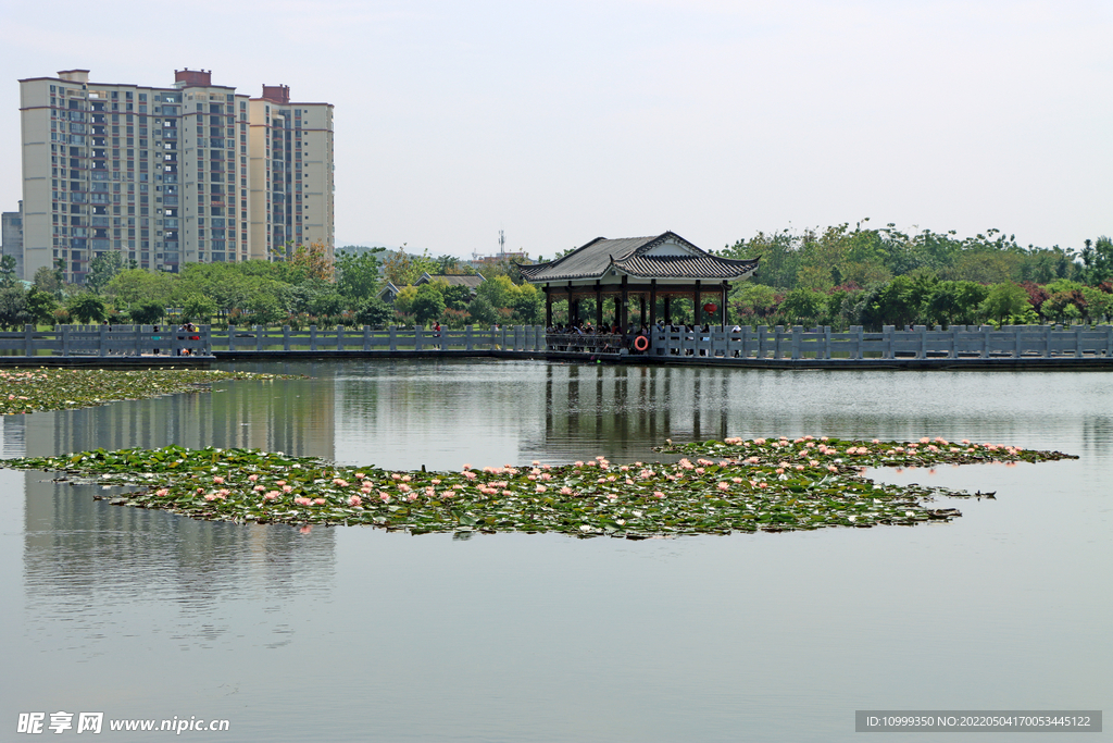 爱莲湖湿地公园风光