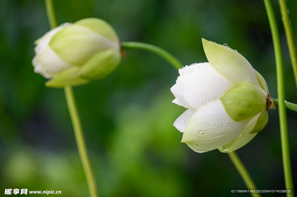 茉莉花