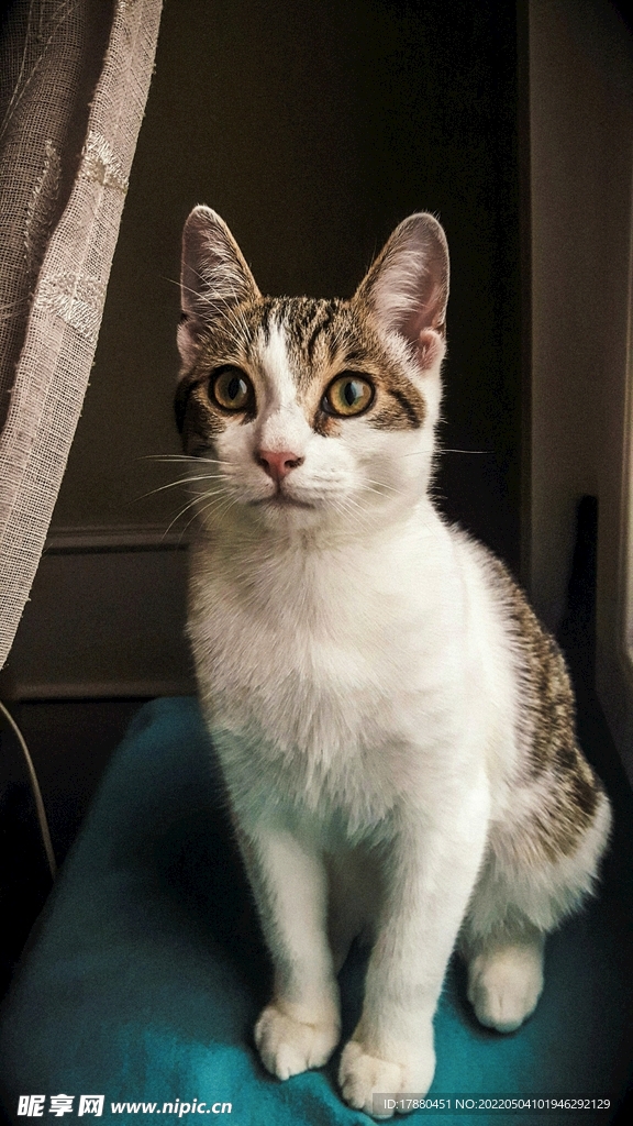 猫