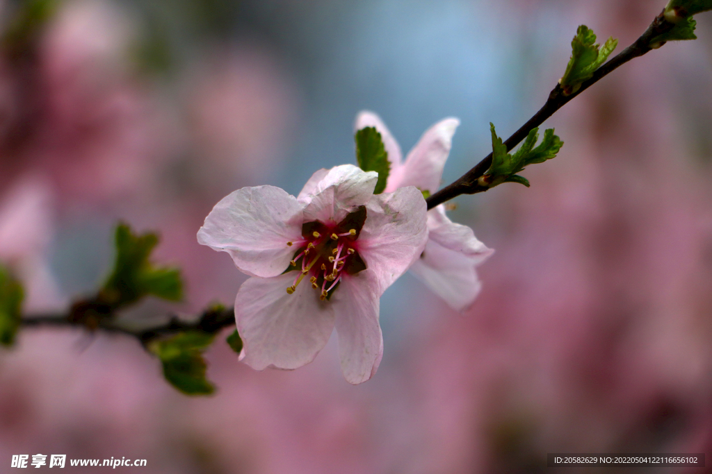 一枝花