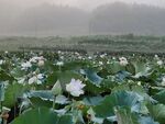 清晨 家乡