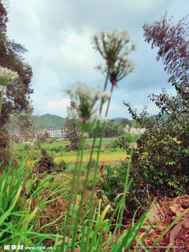 风景 花