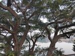 大树 樟树