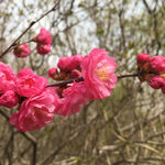 杏花树枝