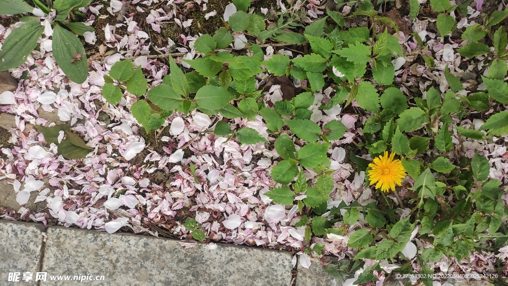 落花