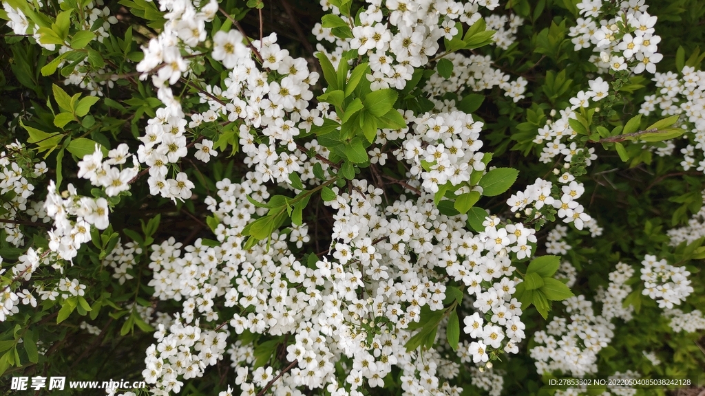 小白花