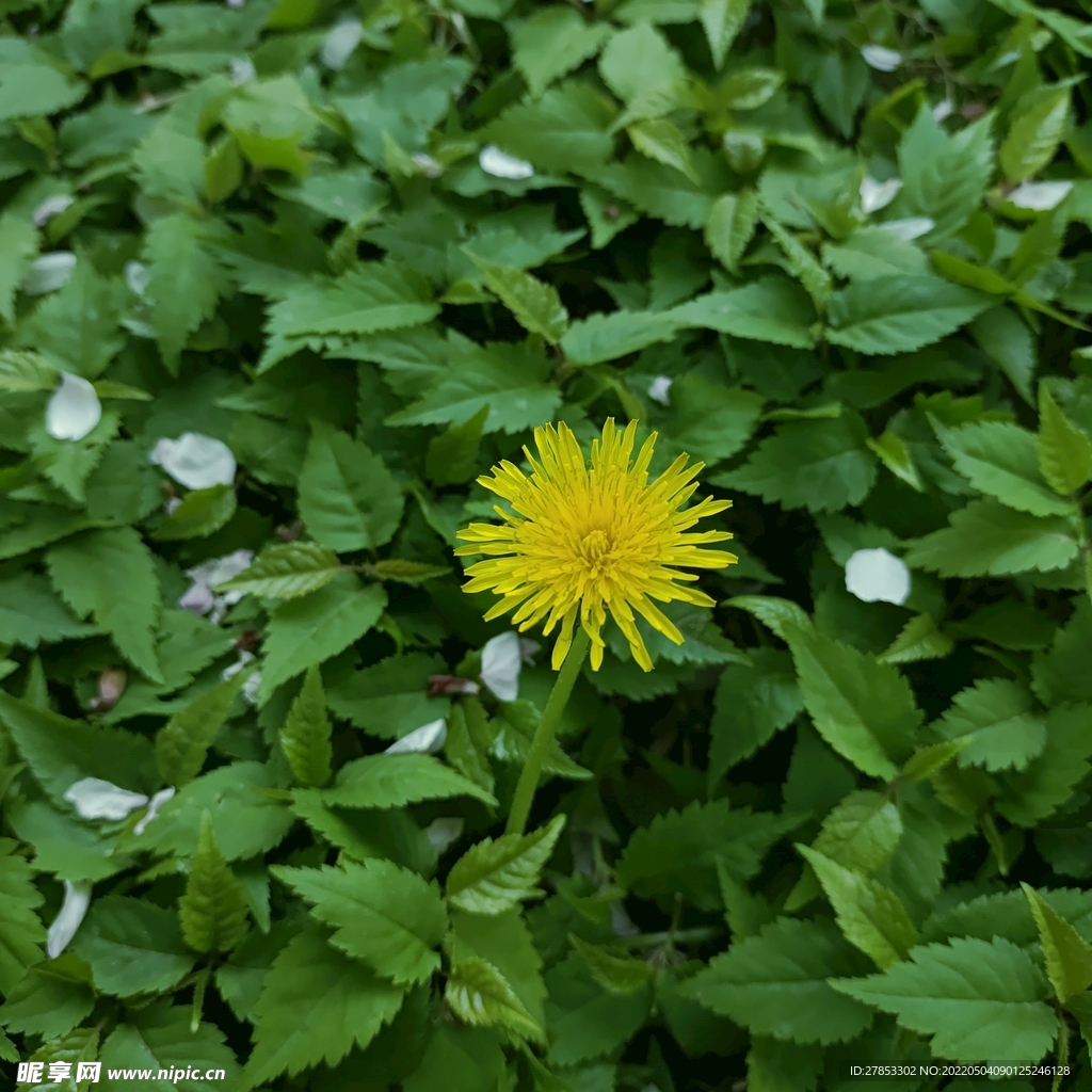 小黄花