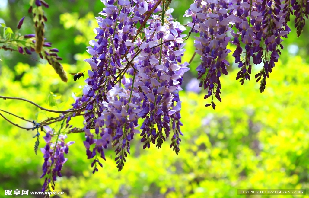 紫穗花香蜂自来