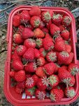 新鲜草莓
