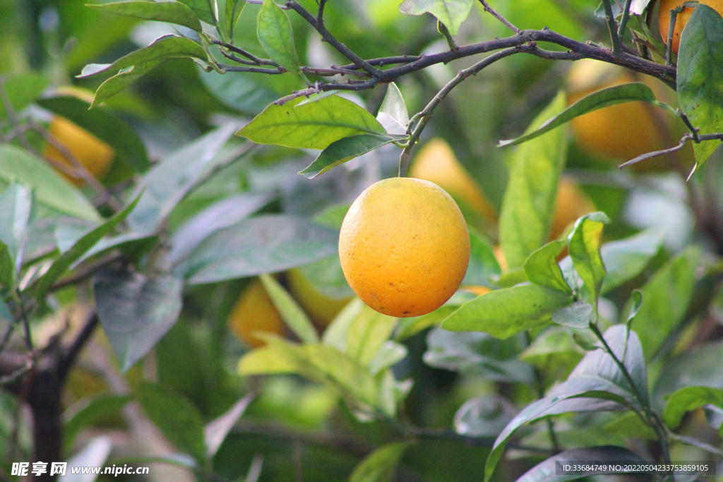 果树上的橙子