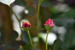 花儿 