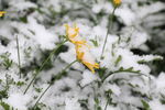 雪中雏菊