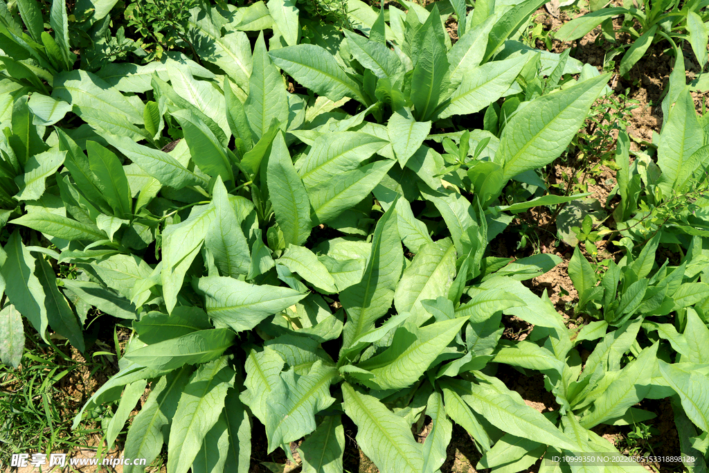 农家菜地种植中的苦麦菜