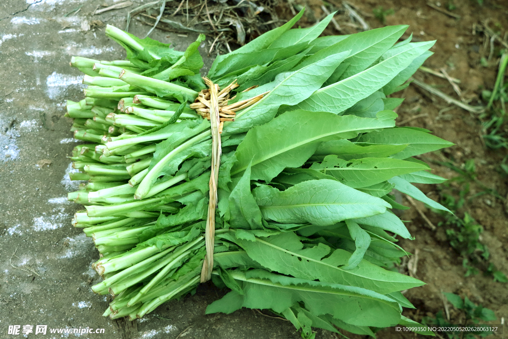 苦麦菜