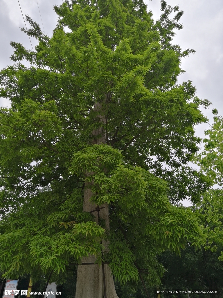 树