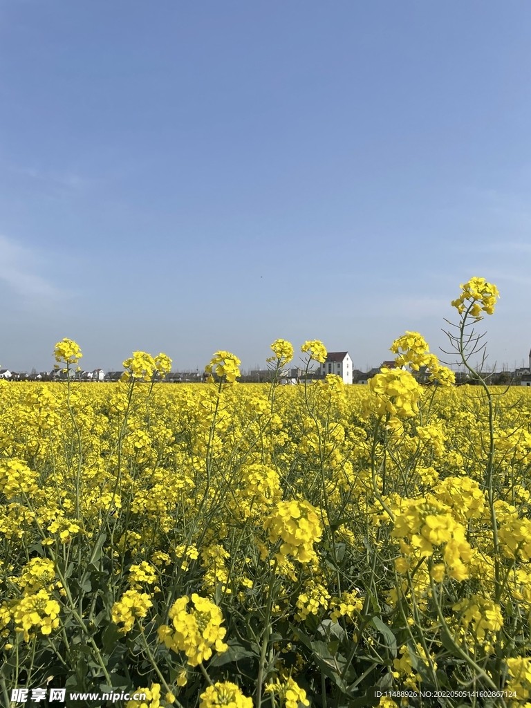 油菜花