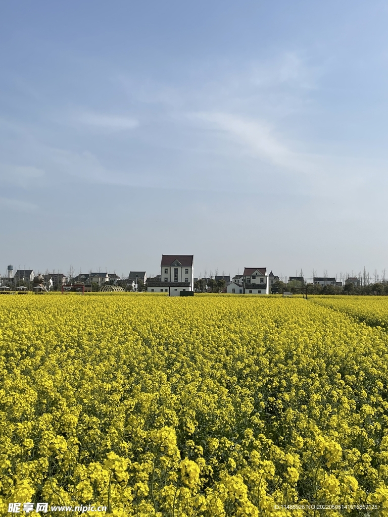 油菜花