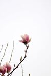 玉兰花