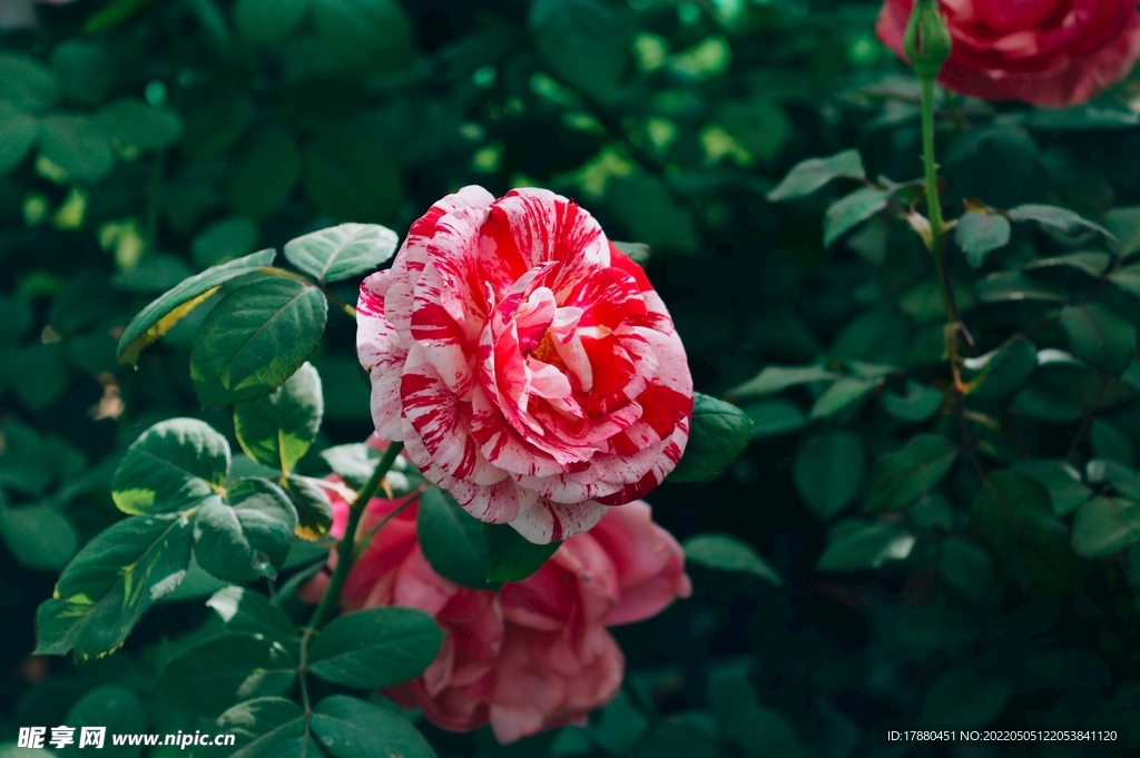 月季花