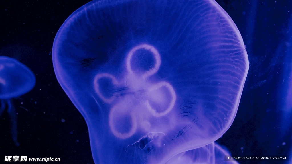 水母