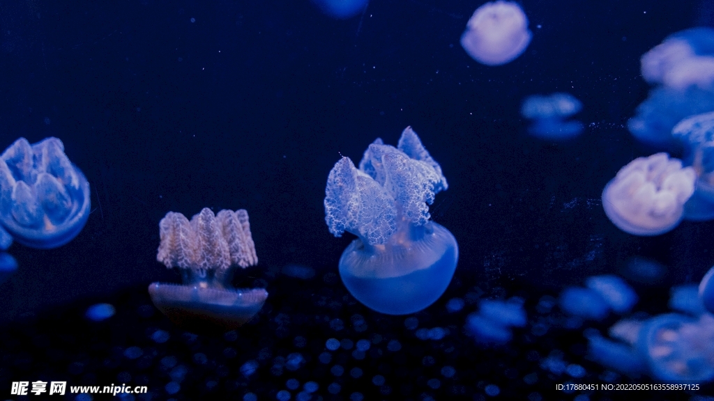 水母