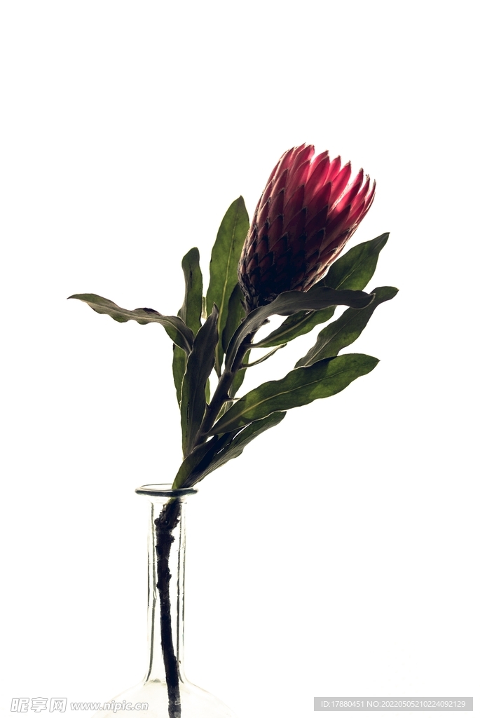 帝王花