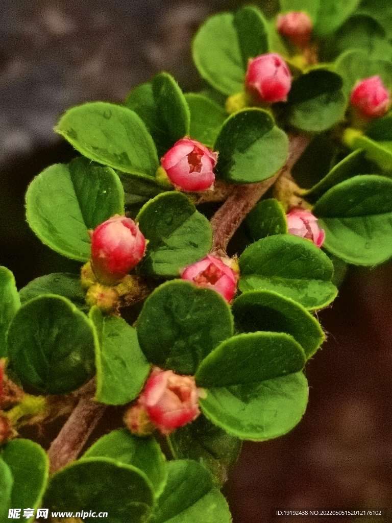 平枝荀子花