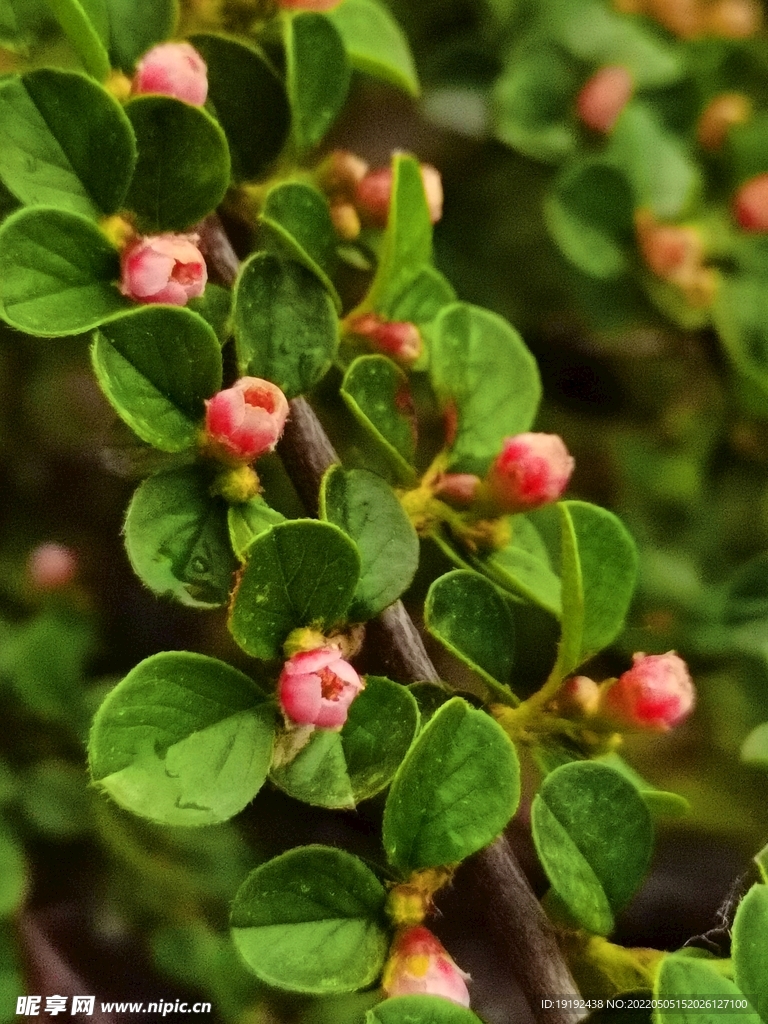 平枝荀子花