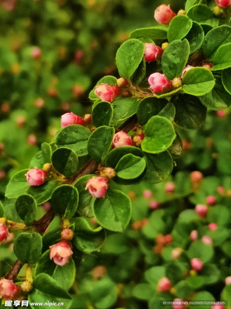 平枝荀子花