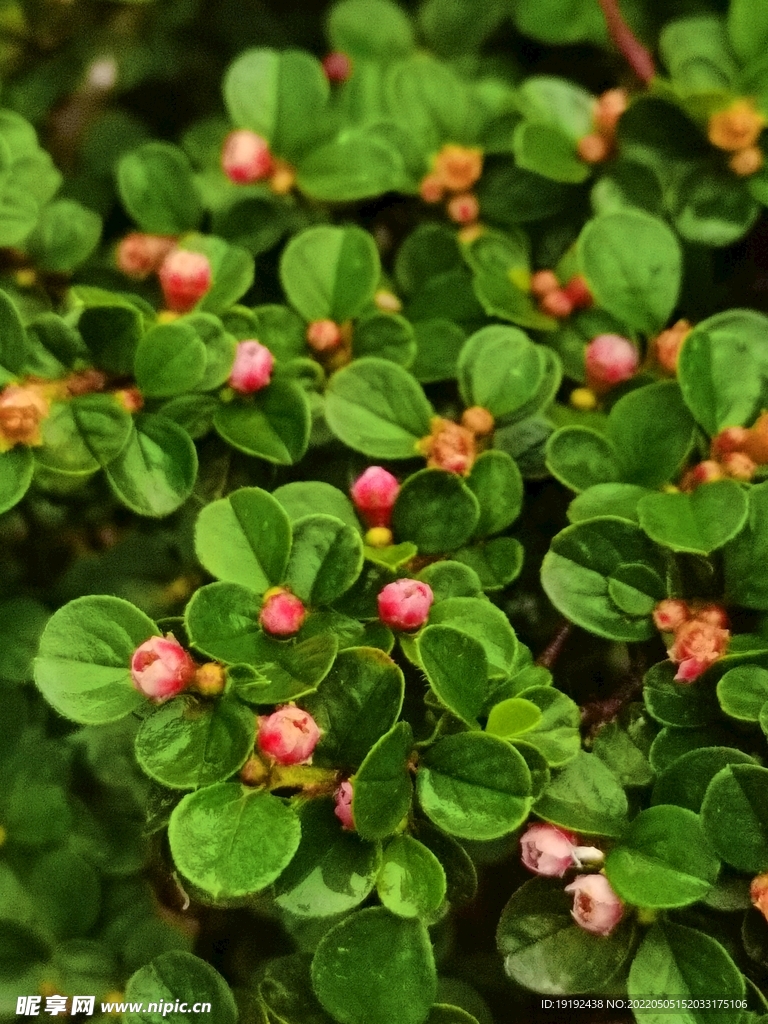 平枝荀子花